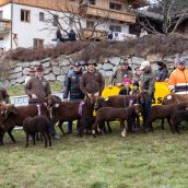Gruppensieger Vereinsausstellung Braunes Bergschaf Tirol 2020 (13)